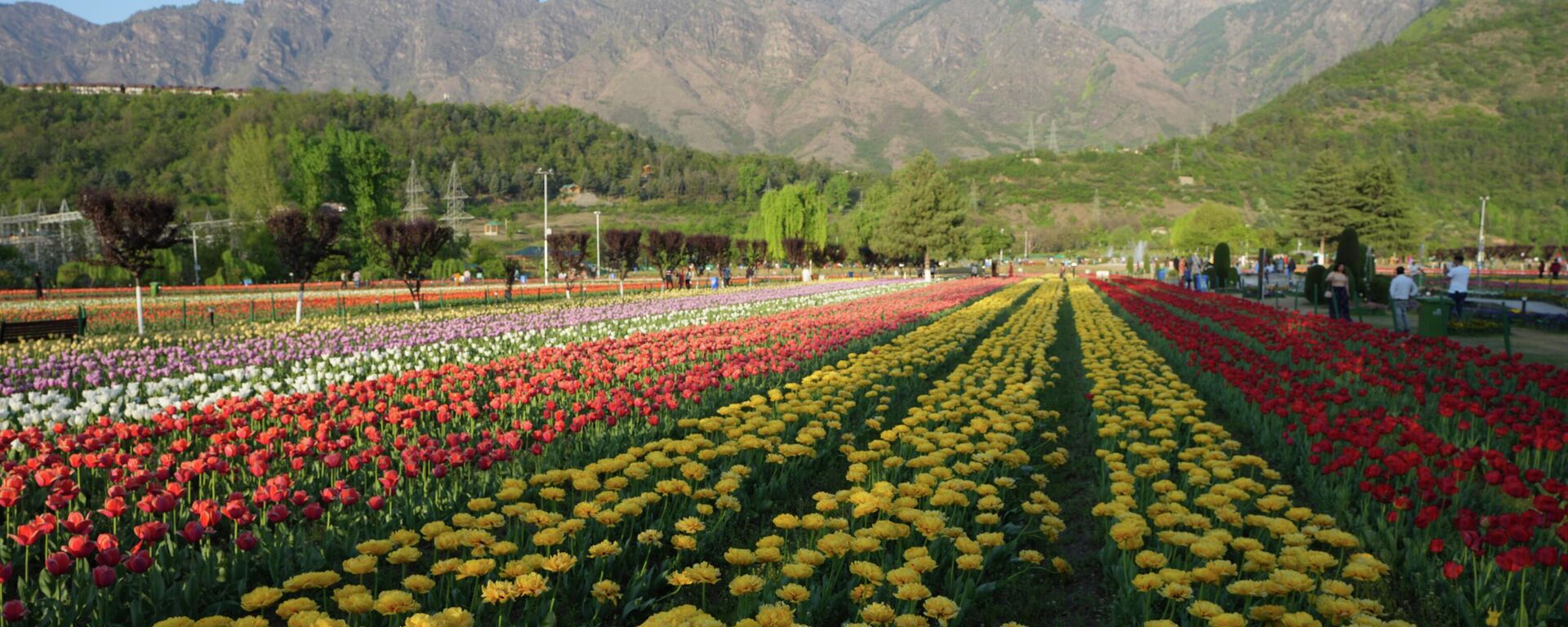 В Мемориальном саду тюльпанов Индиры Ганди, в Сринагаре, Кашмир, Индия - Sputnik Казахстан, 1920, 24.04.2022