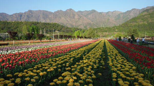 В Мемориальном саду тюльпанов Индиры Ганди, в Сринагаре, Кашмир, Индия - Sputnik Казахстан