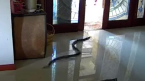 Змея чуть не приземлилась на женщину и ворвалась в дом - видео - Sputnik Казахстан