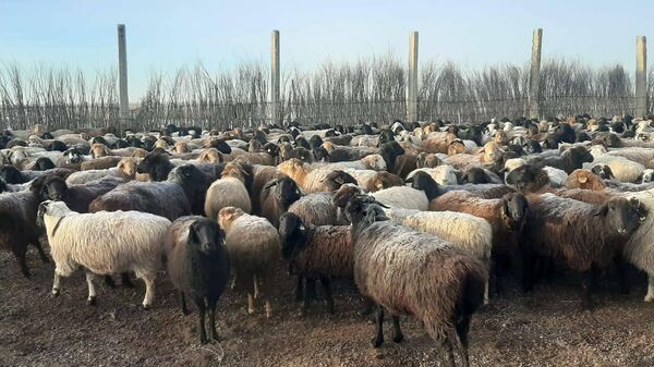 Отара овец - Sputnik Казахстан