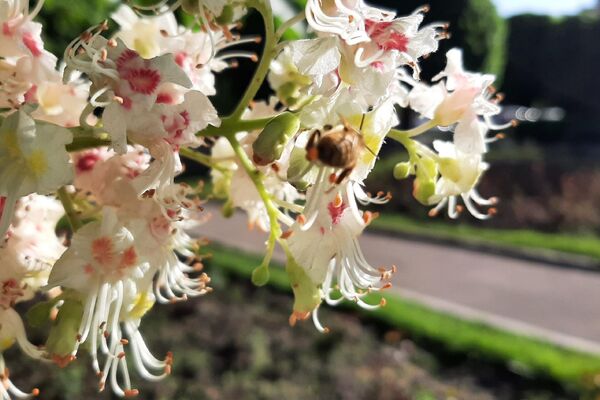 Пчелу привлекли крупные соцветия каштана  - Sputnik Казахстан