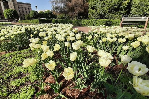 Клумбы в Алматы украшают распустившиеся тюльпаны - Sputnik Казахстан