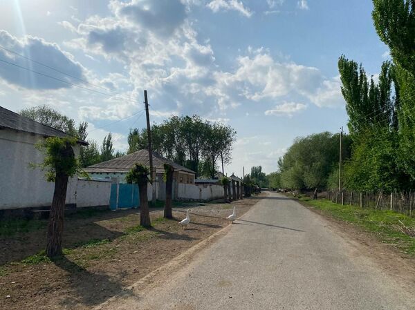 Анальды жыныстық қатынасқа арналған проктоседил