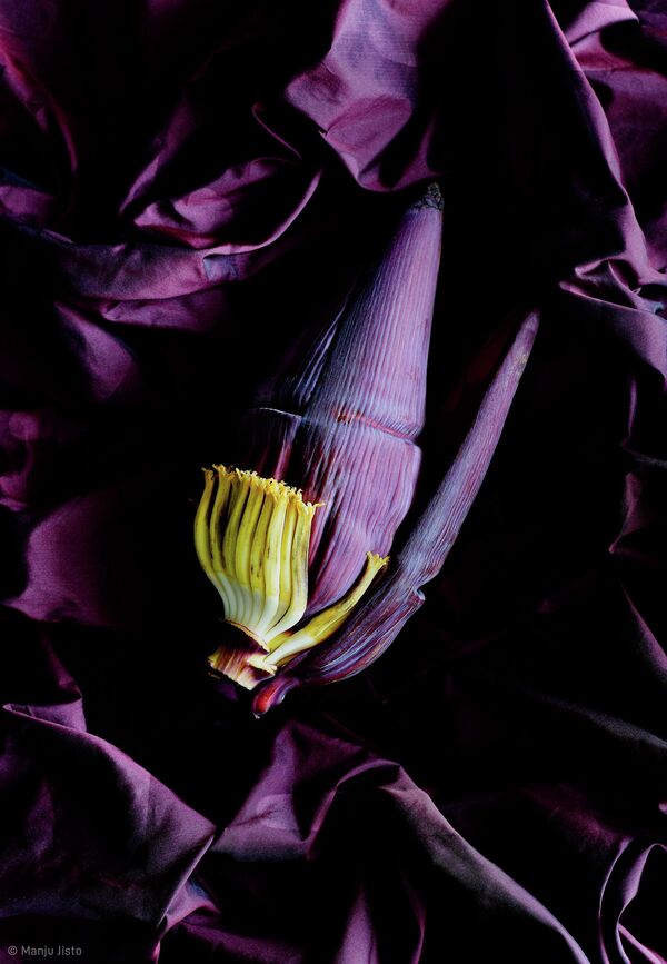 Снимок &quot;Банановый цветок&quot; эмиратского фотографа Манджу Джисто, победивший в конкурсе Pink Lady Food Photographer. - Sputnik Казахстан