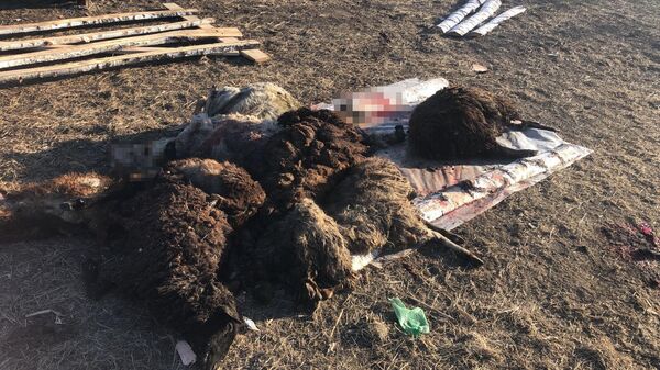 Лошади и овцы попали под колеса грузовика - Sputnik Казахстан