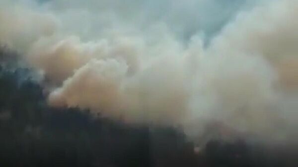 Лесной пожар в ВКО - Sputnik Казахстан