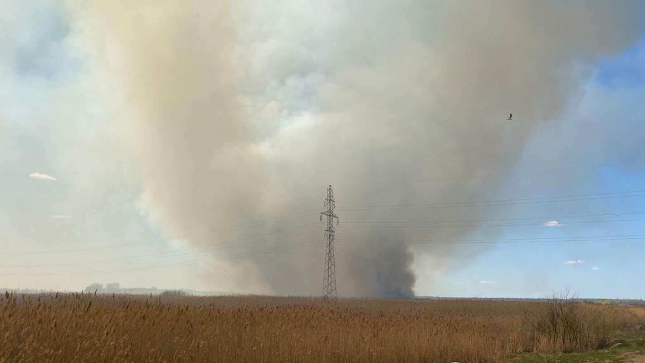 После крупного пожара, уничтожившего 11 частных домов, в Петропавловске  косят камыш - 16.05.2023, Sputnik Казахстан