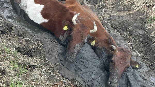 Коровы застряли в грязи по шею в Северном Казахстане - Sputnik Казахстан