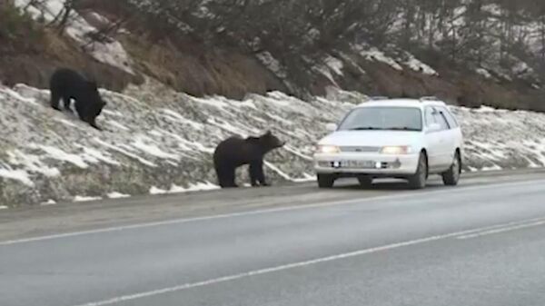 Два медведя пристают к автомобилистам на трассе Колыма под Магаданом - видео - Sputnik Қазақстан