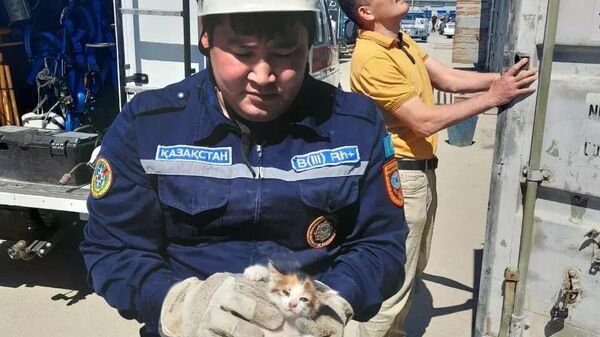 В Актау спасатели вызволили застрявшего между контейнерами котенка - Sputnik Казахстан