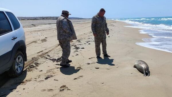 Туши тюленей найдены на берегу Каспия в районе Форт-Шевченко - Sputnik Казахстан