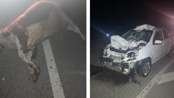 Водитель получил травмы, сбив на дороге корову на севере Казахстана  - Sputnik Казахстан