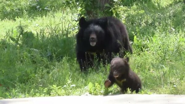 В Алматинском зоопарке показали недавно родившегося гималайского медвежонка - видео - Sputnik Казахстан