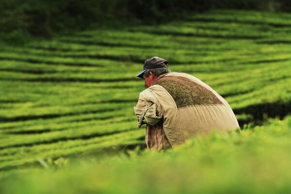 Единственная в Европе плантация чая Ча Горреана расположена на Азорских островах. Точнее, на португальском Сан Мигеле.   - Sputnik Казахстан