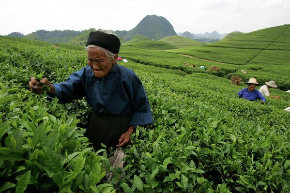 В Китае чай собирают практически все, от мала до велика. На фото: 76-летний Хуан Сючжэнь собирает чайные листья на плантации в Аньшуне, южная китайская провинция Гуйчжоу.  - Sputnik Казахстан