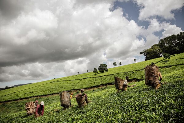 Малавийские сборщики прокладывают себе путь через поле чайных растений на фабрике Makandi Tea Estate. Чай - один из важнейших экспортных продуктов Малави.  - Sputnik Казахстан