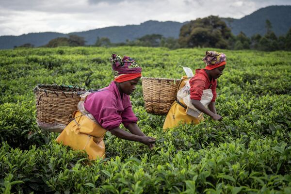 Фермеры собирают чайные листья на чайной плантации в Гисакуре, на юго-западе Руанды.  - Sputnik Казахстан