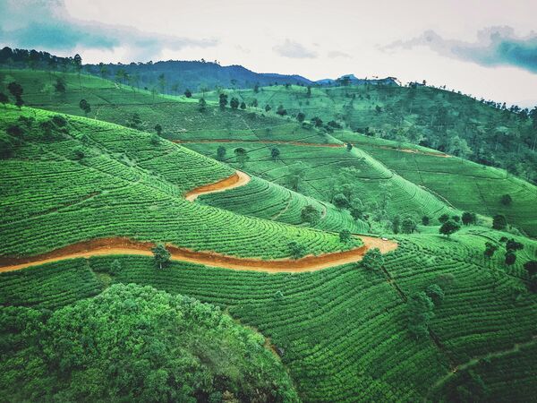 А так выглядят чайные плантации на Шри-Ланке. - Sputnik Казахстан