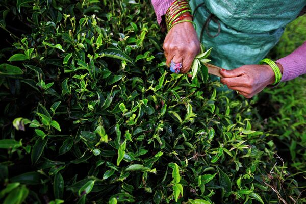 Крестьянин собирает чайные листья в чайном саду в Каньяме в районе Иллам, примерно в 500 километрах от Катманду.  Иллам — это холмистый район чайных плантаций в гималайском регионе восточного Непала.  - Sputnik Казахстан