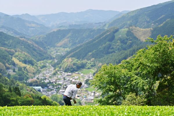 Фермер Йошио Сёдзи проверяет свое японское чайное поле в Фудзиэде, префектура Сидзуока. - Sputnik Казахстан