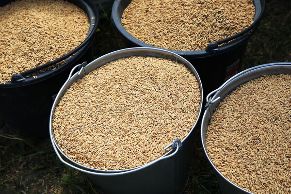 Зерна риса у полей распределены по &quot;порциям&quot; для дронов-сеялок.  - Sputnik Казахстан