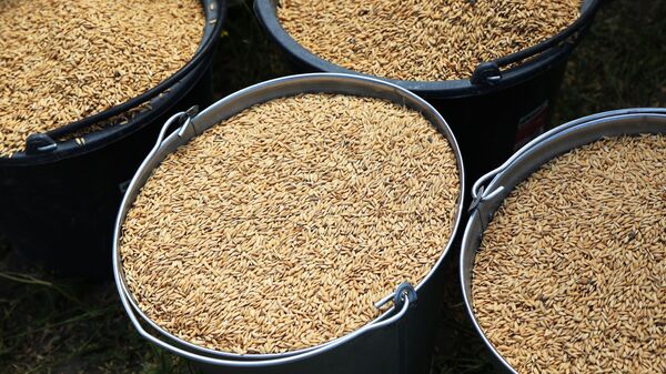 Зерна риса у полей ГУП Кубанские продукты - Sputnik Казахстан