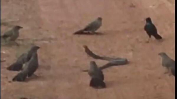 Cтая разъяренных птиц нападает на змею - видео - Sputnik Казахстан