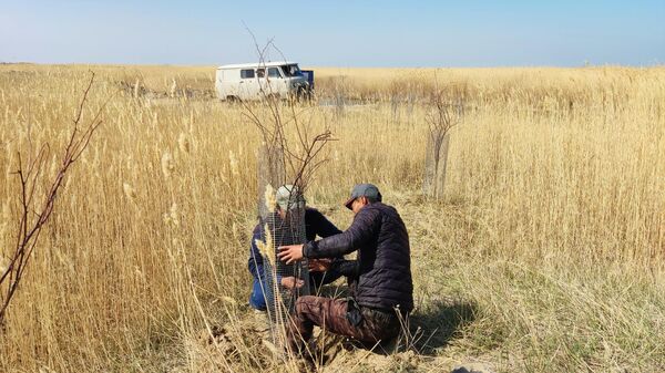 Установка цилиндров из сетки вокруг растений  - Sputnik Казахстан