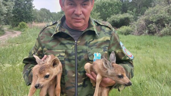 Павлодарские лесники пытаются спасти двух детенышей косулей - Sputnik Казахстан