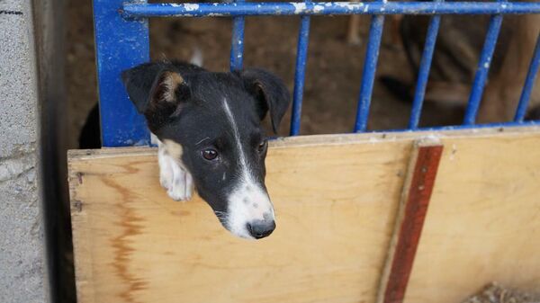 Спасенного щенка приютил сотрудник УИС в Павлодаре - Sputnik Казахстан