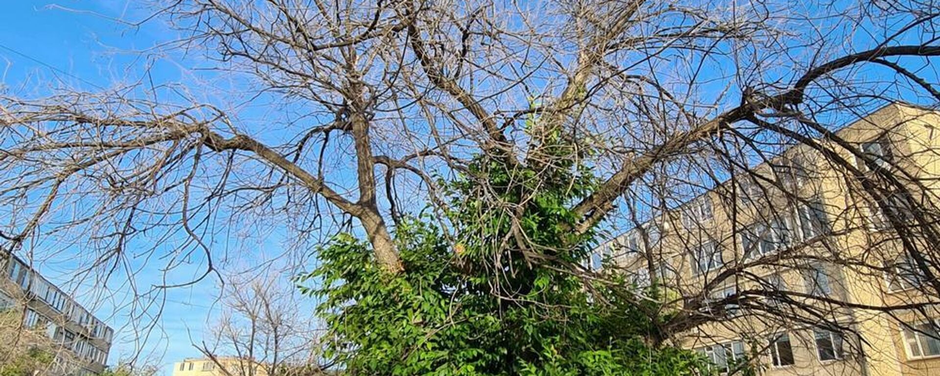 Деревья погибают в Актау - Sputnik Казахстан, 1920, 12.06.2022