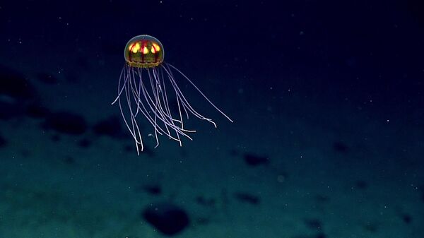 Биолюминесцентная медуза в Тихом океане у острова Сайпан - Sputnik Казахстан