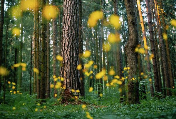 Вечерний лес с желтыми огнями множества светлячков. Световые сигналы взрослых особей светлячков предназначены для продолжения рода - &quot;перемигиваясь&quot;, самцы и самки &quot;разговаривают&quot; друг с другом, подбирая пару.  - Sputnik Казахстан