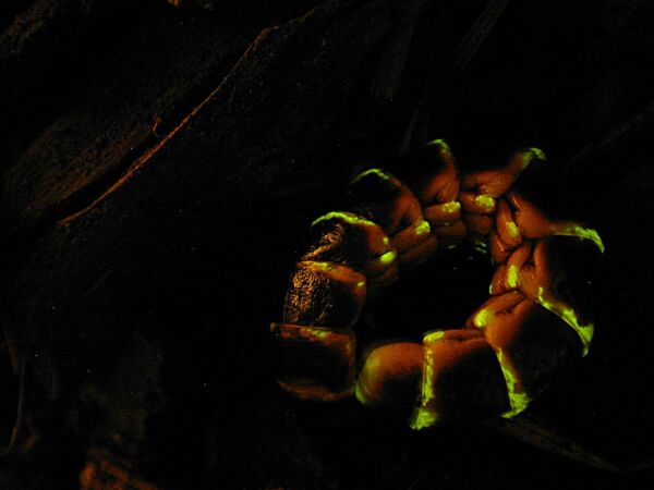 Светлячок Western Glowworm (Zarhipis integripennis).Особенность биолюминесцентных систем в том, что они не закреплялись эволюционно, а формировались в каждом случае независимо. Известно около 30 различных механизмов, обеспечивающих свечение. - Sputnik Казахстан