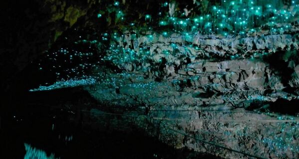 Пещера светлячков Te Anau в Новой Зеландии.Некоторые светлячки и некоторые улитки светятся желтым, а личинки фритсокрикса, жука, обитающего в Северной и Южной Америке, окрашиваются как в красный, так и в зеленовато-желтый цвет с точечным рисунком. - Sputnik Казахстан