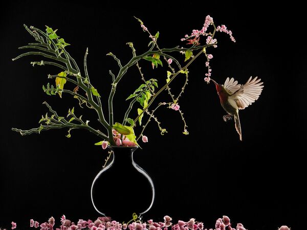 Снимок &quot;Цветы и птица&quot; индонезийского фотографа Буди Гунована получил первое место в категории &quot;Натюрморт&quot;. - Sputnik Казахстан