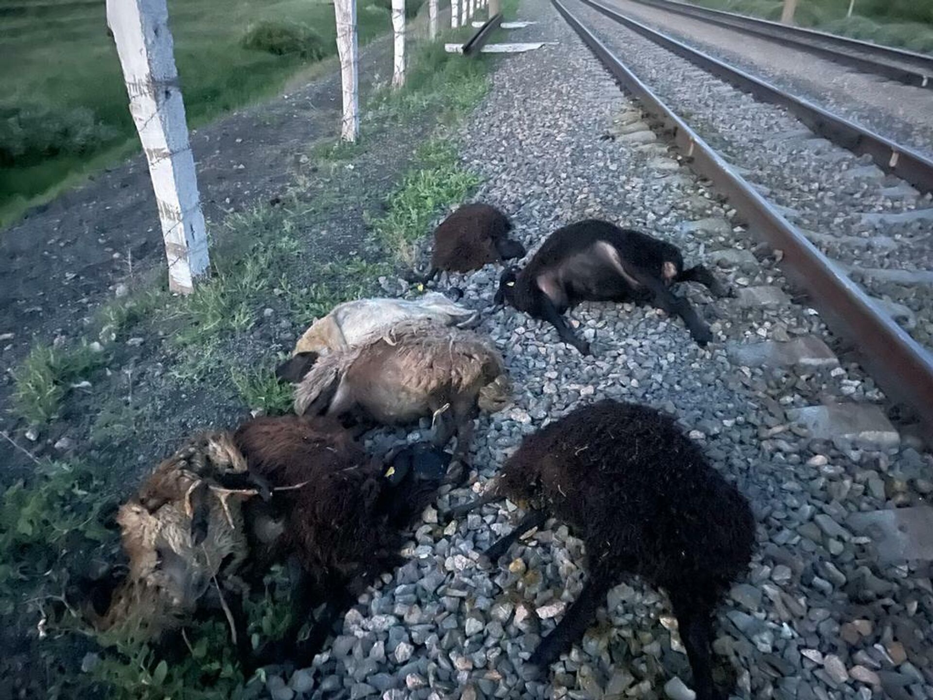 Поезд сбил 22 овцы близ Нур-Султана - Sputnik Казахстан, 1920, 18.06.2022