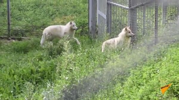 Пара белых полярных волков появилась в зоопарке Алматы - видео - Sputnik Қазақстан