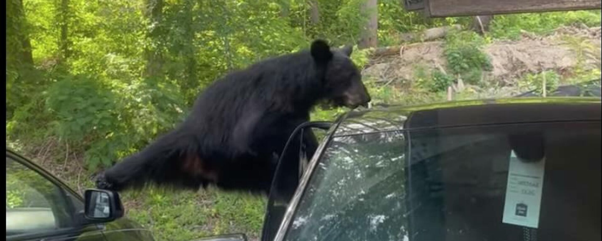 Медведь ломает дверь машины в поисках еды  - видео - Sputnik Казахстан, 1920, 26.06.2022