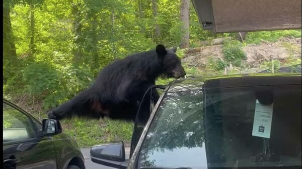 Медведь ломает дверь машины в поисках еды  - видео - Sputnik Казахстан