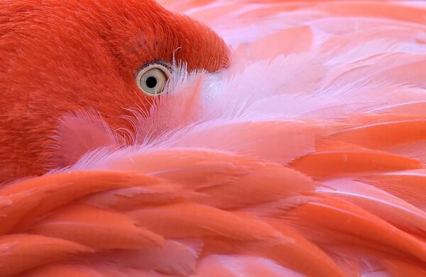 Фламинго прячет голову в перьях в холодную погоду в зоопарке Кёльна. - Sputnik Казахстан