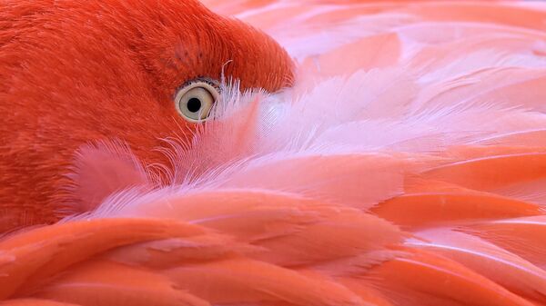 Фламинго прячет голову в перьях в зоопарке Кёльна - Sputnik Казахстан