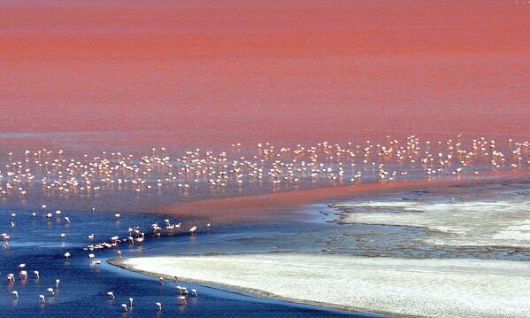 Большая стая фламинго вброд переходит воду в лагуне Колорада, расположенной на территории Андского национального фаунистического заповедника Эдуардо Абароа в высокогорье Сан-Луиса, недалеко от границы с Чили, на солончаках Уюни, Боливия.  - Sputnik Казахстан