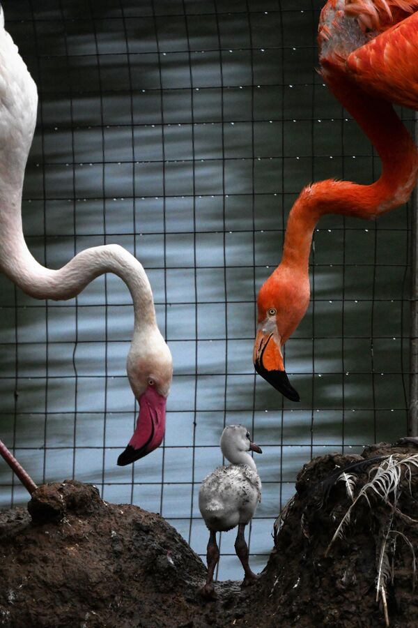 Красный и розовый фламинго с птенцом в Московском зоопарке  - Sputnik Казахстан