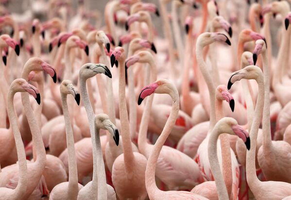 Яркие фламинго собираются в огромной луже дождевой воды возле башен Дубая и Бурдж-Халифа в эмирате Персидского залива после сильного дождя.  - Sputnik Казахстан