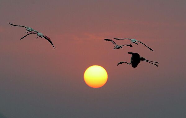 Яркие фламинго летают на закате над ручьем в Мумбаи, Индия.  - Sputnik Казахстан