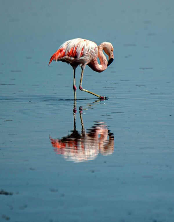 Чилийский фламинго в озере Чакса на солончаке Атакама, национальный заповедник Лос-Фламенкос, в Сан-Педро-де-Атакама.  - Sputnik Казахстан
