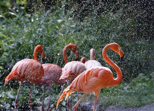 Розовые фламинго охлаждаются под струей воды, установленной специалистами по охране животных, работающими в зверинце Jardin des plantes (небольшой зоопарк Сада растений) в Париже.  - Sputnik Казахстан
