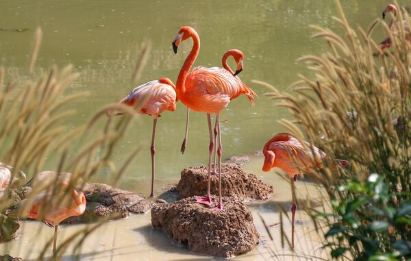Фламинго в сафари-парке VinPearl на острове Фокуок во Вьетнаме - Sputnik Казахстан