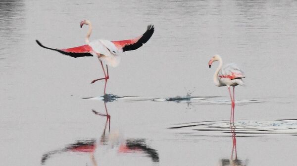 Розовые фламинго на Солёном озере в Ларнаке - Sputnik Казахстан
